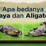 rer-perbedaan-buaya-aligator