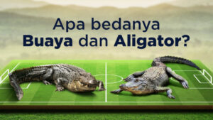 rer-perbedaan-buaya-aligator