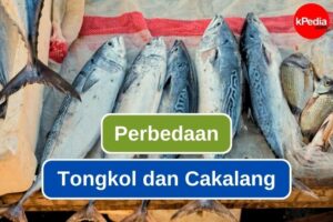 kped_tongkol_vs_cakalang