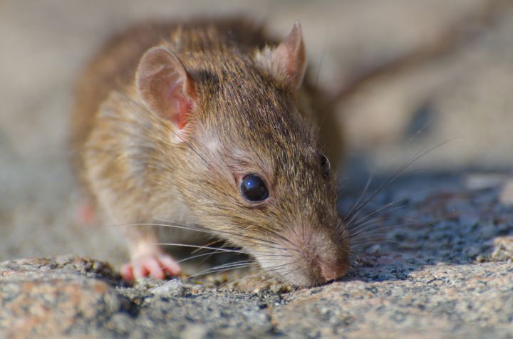 Wabah Hantavirus di Kapal Pesiar Tewaskan Tiga Orang